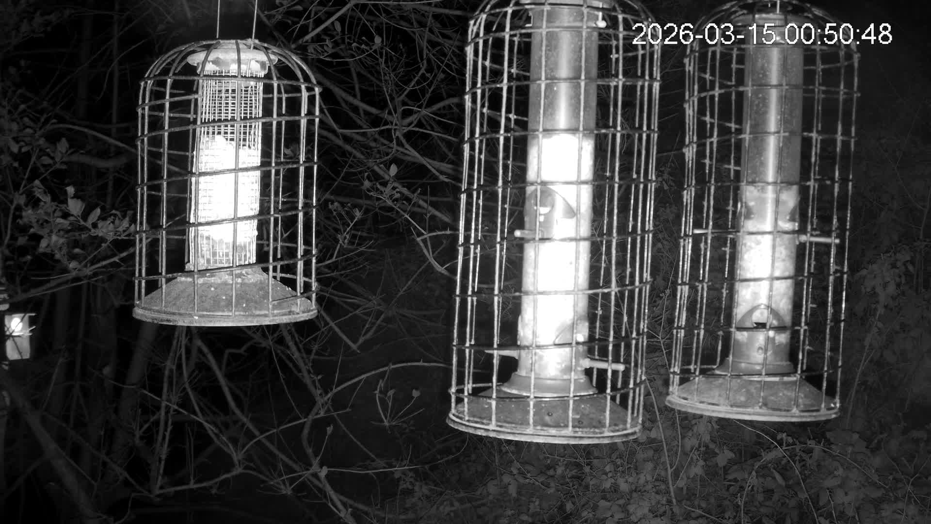 Cornwall, Bird Watching Bird Feeder Live Cam -  Helston, Cornwall, South West, England, United Kingdom