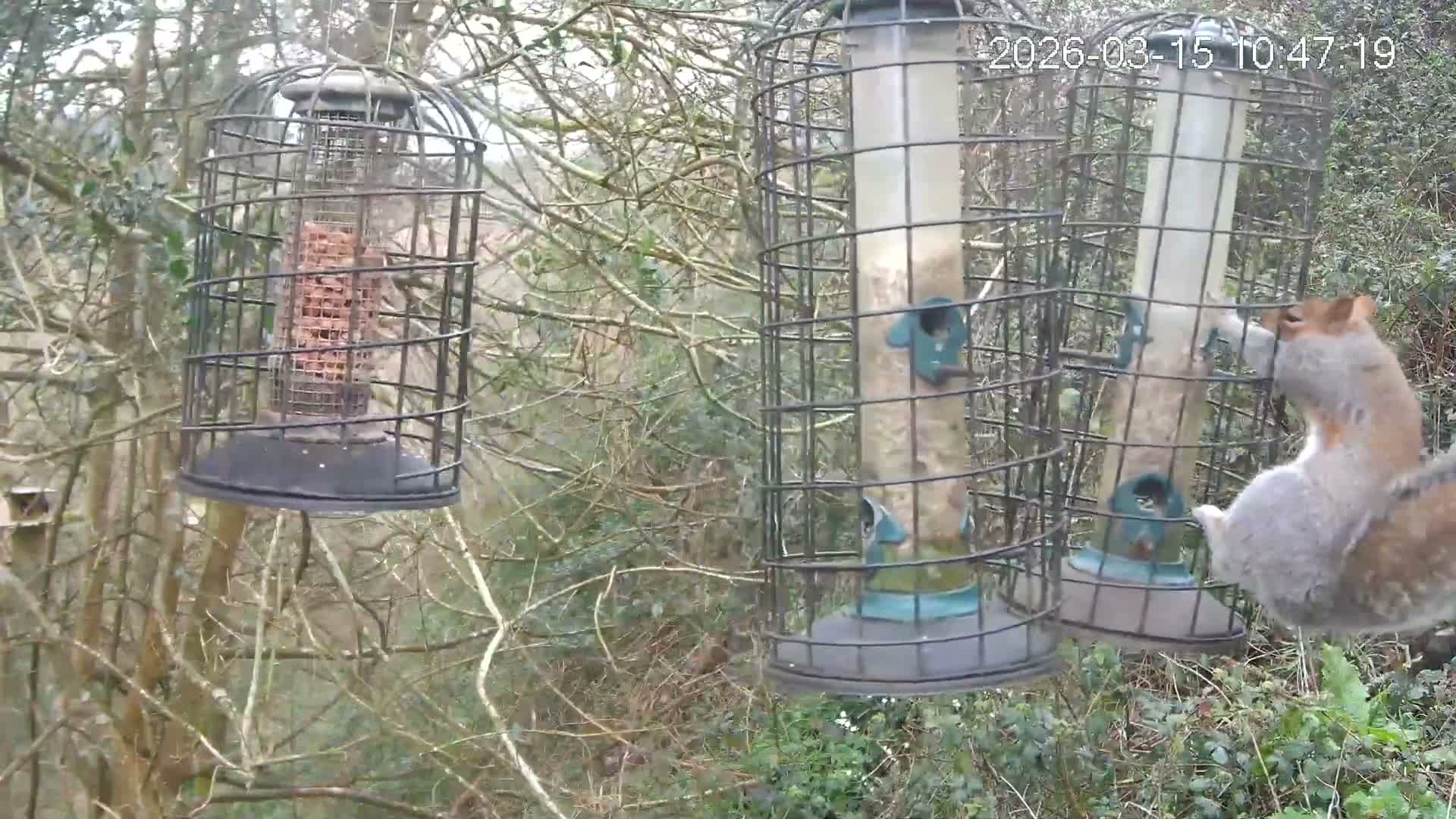 Cornwall, Bird Watching Bird Feeder Live Cam -  Helston, Cornwall, South West, England, United Kingdom