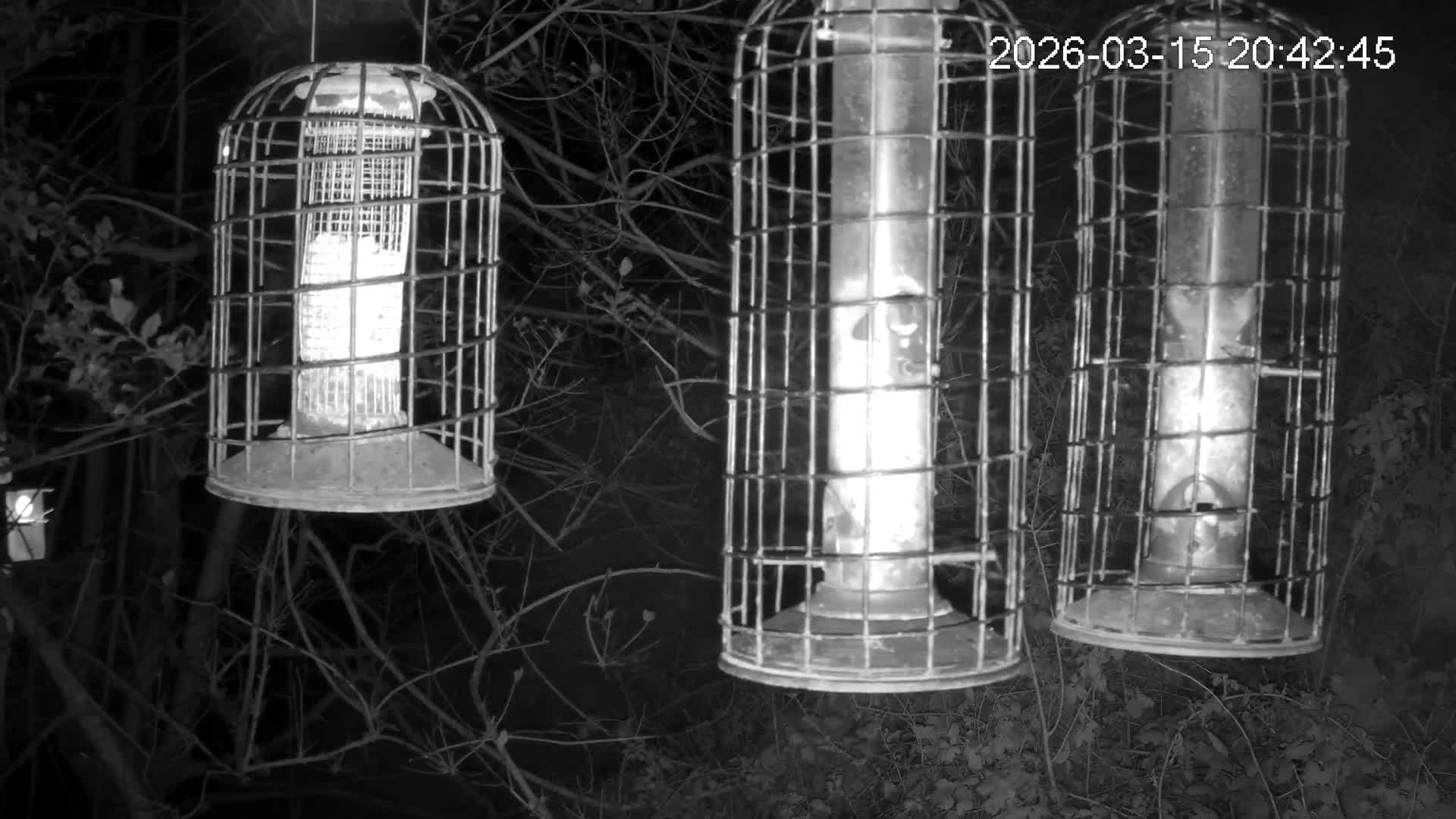 Cornwall, Bird Watching Bird Feeder Live Cam -  Helston, Cornwall, South West, England, United Kingdom