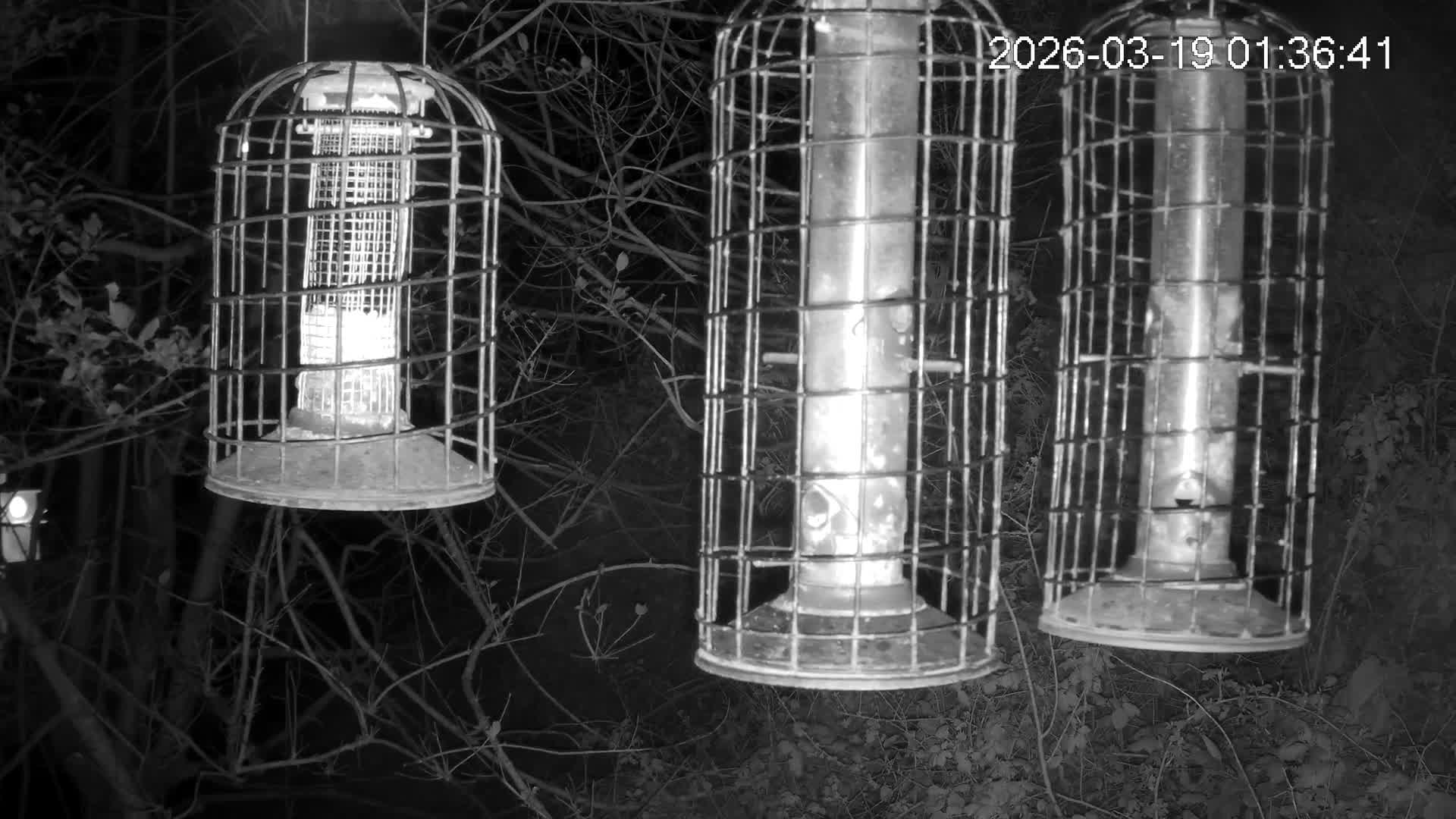 Cornwall, Bird Watching Bird Feeder Live Cam -  Helston, Cornwall, South West, England, United Kingdom
