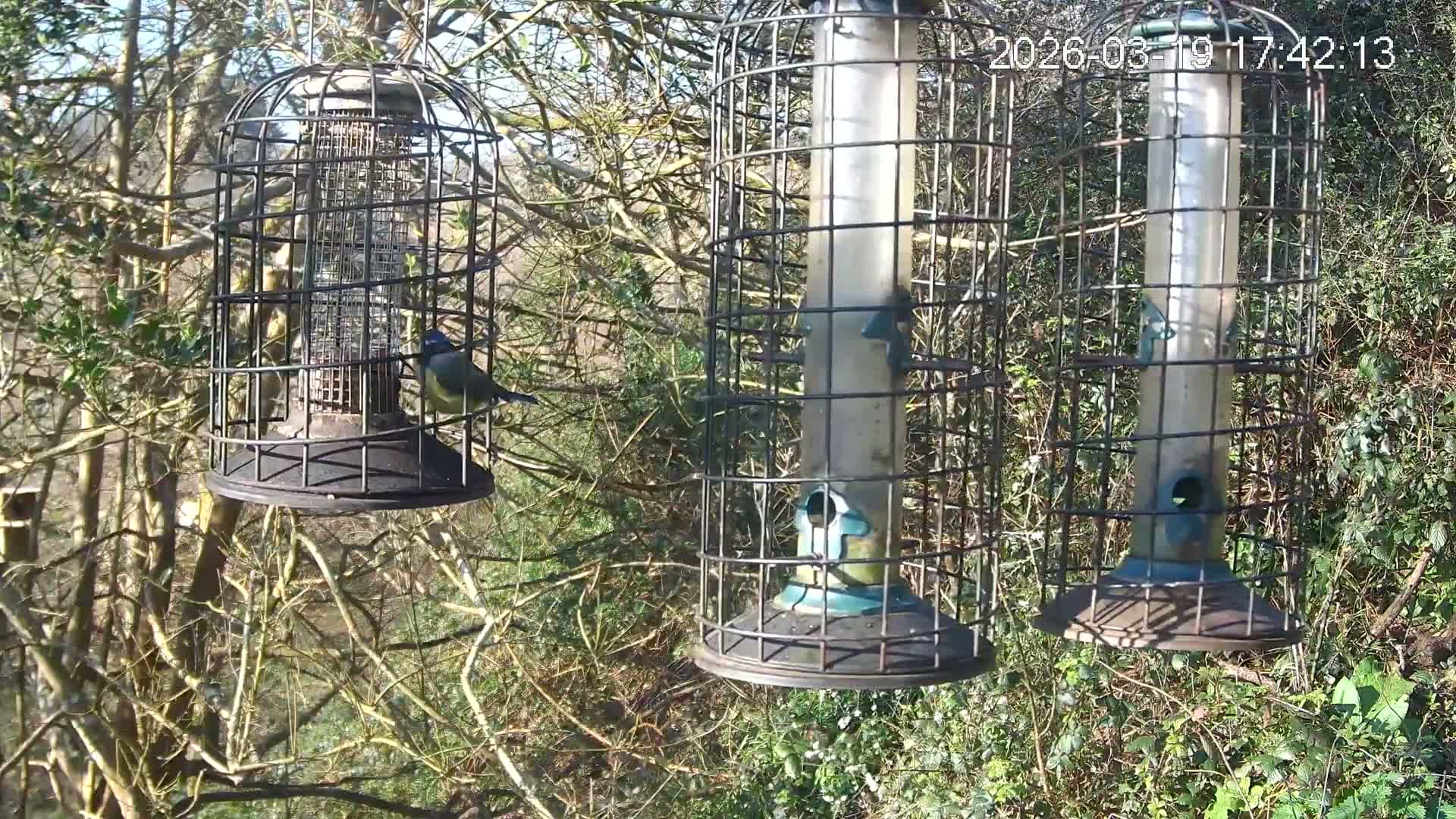 Cornwall, Bird Watching Bird Feeder Live Cam -  Helston, Cornwall, South West, England, United Kingdom