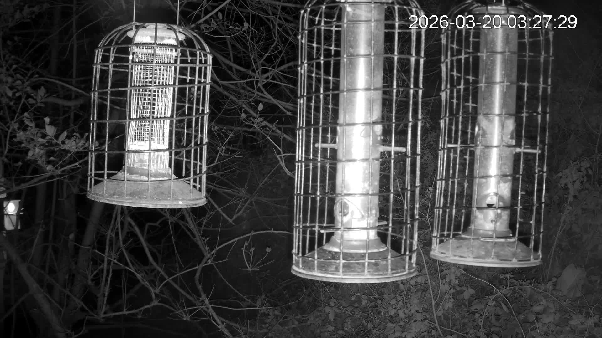 Cornwall, Bird Watching Bird Feeder Live Cam -  Helston, Cornwall, South West, England, United Kingdom
