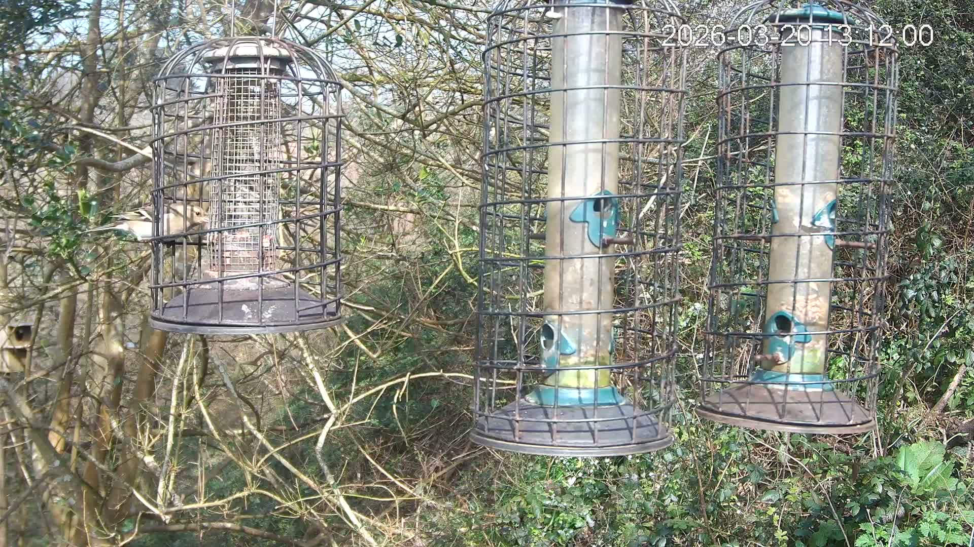 Cornwall, Bird Watching Bird Feeder Live Cam -  Helston, Cornwall, South West, England, United Kingdom
