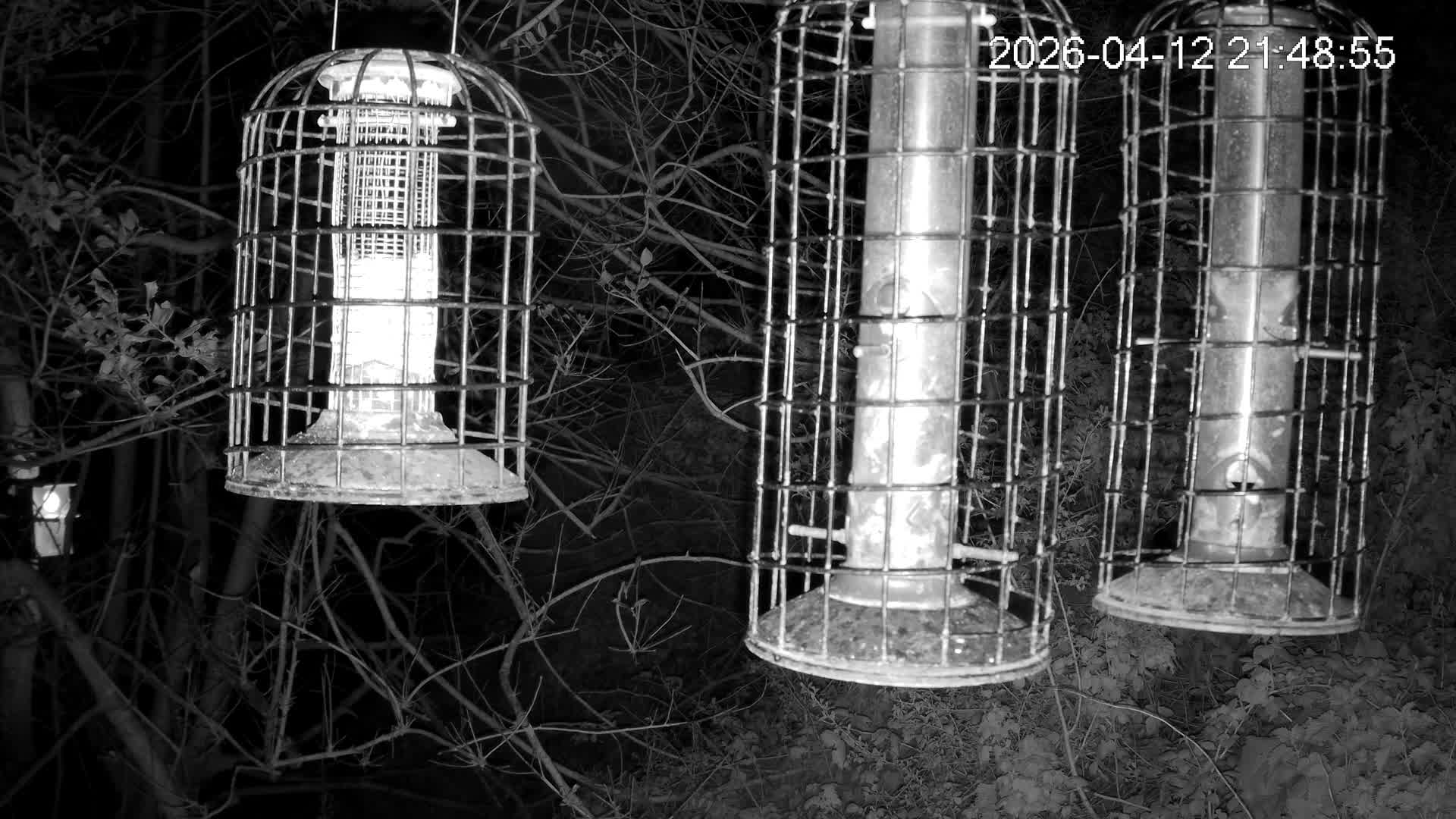 Cornwall, Bird Watching Bird Feeder Live Cam -  Helston, Cornwall, South West, England, United Kingdom