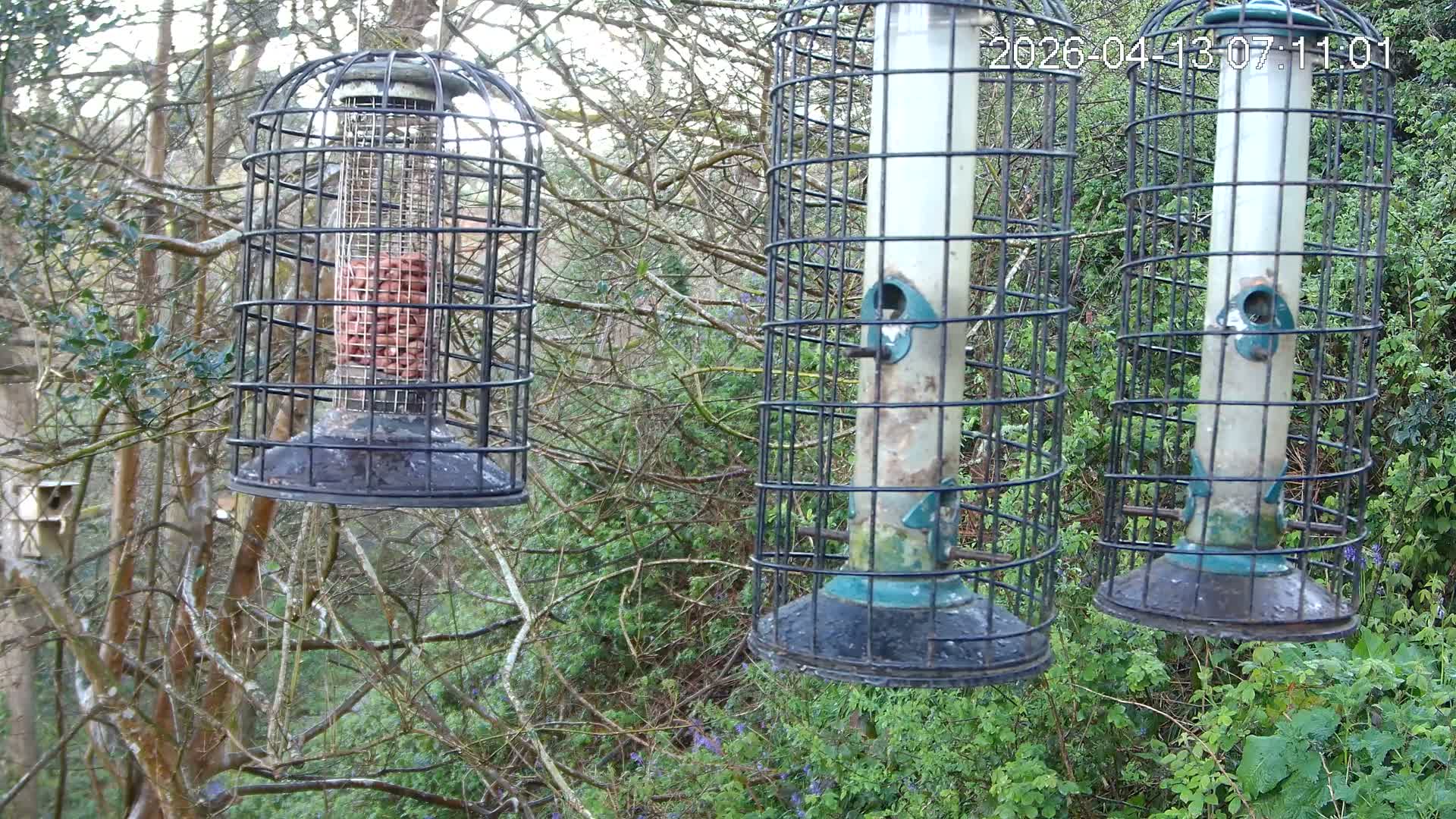 Cornwall, Bird Watching Bird Feeder Live Cam -  Helston, Cornwall, South West, England, United Kingdom