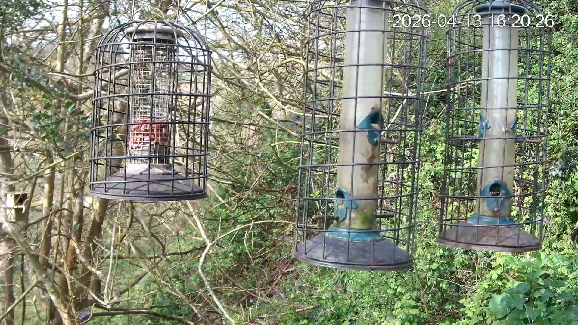Three caged bird feeders, one filled with suet and two with seeds, hang amongst dense green foliage on a dull, overcast day.