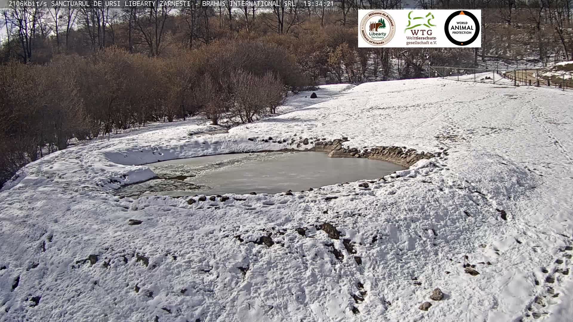 Brasov, Zarnesti Bear Sanctuary Sanctuarul de ursi Libearty Zarnesti Live Cam - Tohanu Vechi, Zărnești, Braşov, Romania
