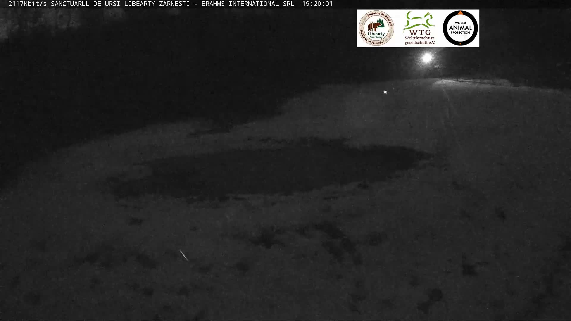 Brasov, Zarnesti Bear Sanctuary Sanctuarul de ursi Libearty Zarnesti Live Cam - Tohanu Vechi, Zărnești, Braşov, Romania