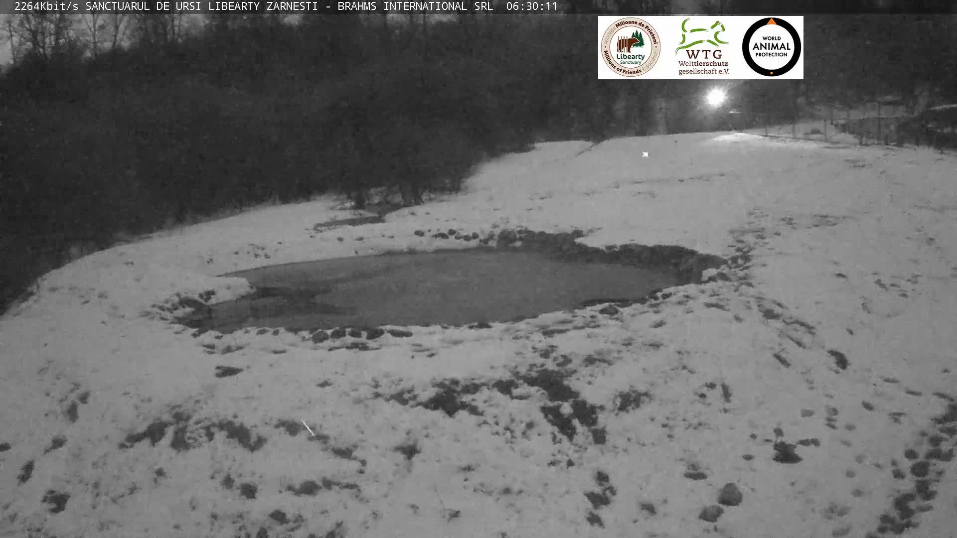 Brasov, Zarnesti Bear Sanctuary Sanctuarul de ursi Libearty Zarnesti Live Cam - Tohanu Vechi, Zărnești, Braşov, Romania