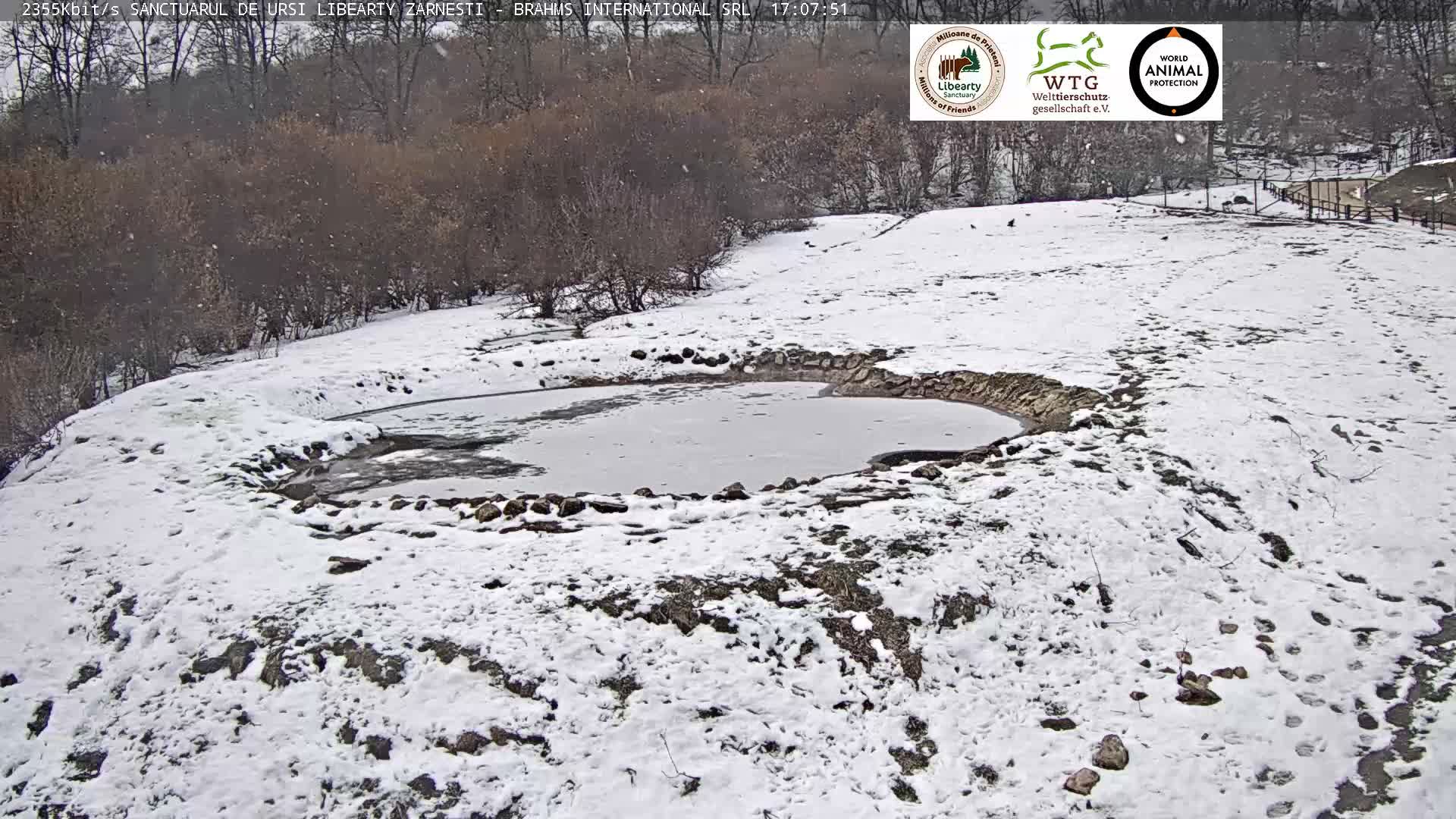 Brasov, Zarnesti Bear Sanctuary Sanctuarul de ursi Libearty Zarnesti Live Cam - Tohanu Vechi, Zărnești, Braşov, Romania
