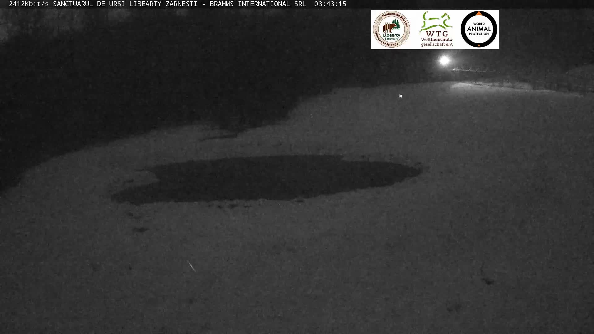 Brasov, Zarnesti Bear Sanctuary Sanctuarul de ursi Libearty Zarnesti Live Cam - Tohanu Vechi, Zărnești, Braşov, Romania