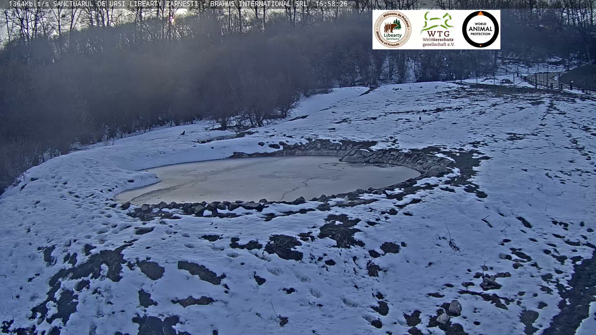 Brasov, Zarnesti Bear Sanctuary Sanctuarul de ursi Libearty Zarnesti Live Cam - Tohanu Vechi, Zărnești, Braşov, Romania