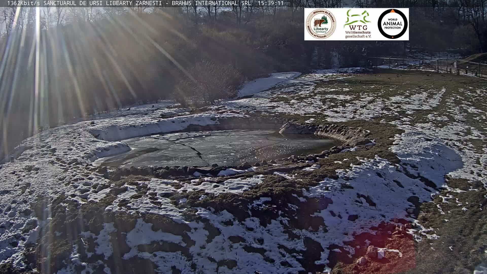 Brasov, Zarnesti Bear Sanctuary Sanctuarul de ursi Libearty Zarnesti Live Cam - Tohanu Vechi, Zărnești, Braşov, Romania