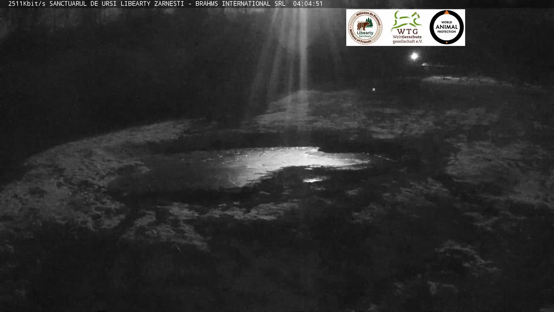 Brasov, Zarnesti Bear Sanctuary Sanctuarul de ursi Libearty Zarnesti Live Cam - Tohanu Vechi, Zărnești, Braşov, Romania