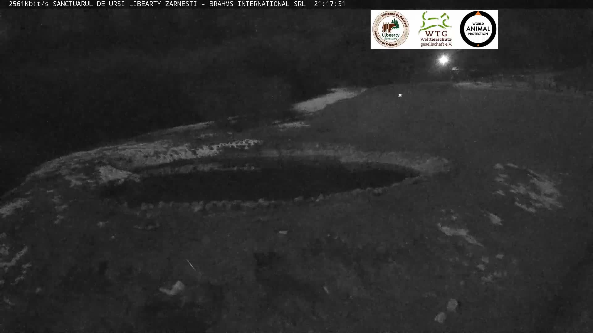 Brasov, Zarnesti Bear Sanctuary Sanctuarul de ursi Libearty Zarnesti Live Cam - Tohanu Vechi, Zărnești, Braşov, Romania