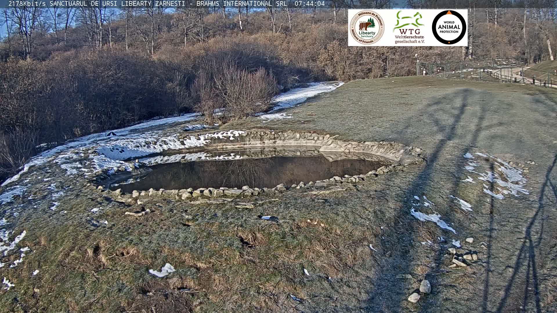 Brasov, Zarnesti Bear Sanctuary Sanctuarul de ursi Libearty Zarnesti Live Cam - Tohanu Vechi, Zărnești, Braşov, Romania