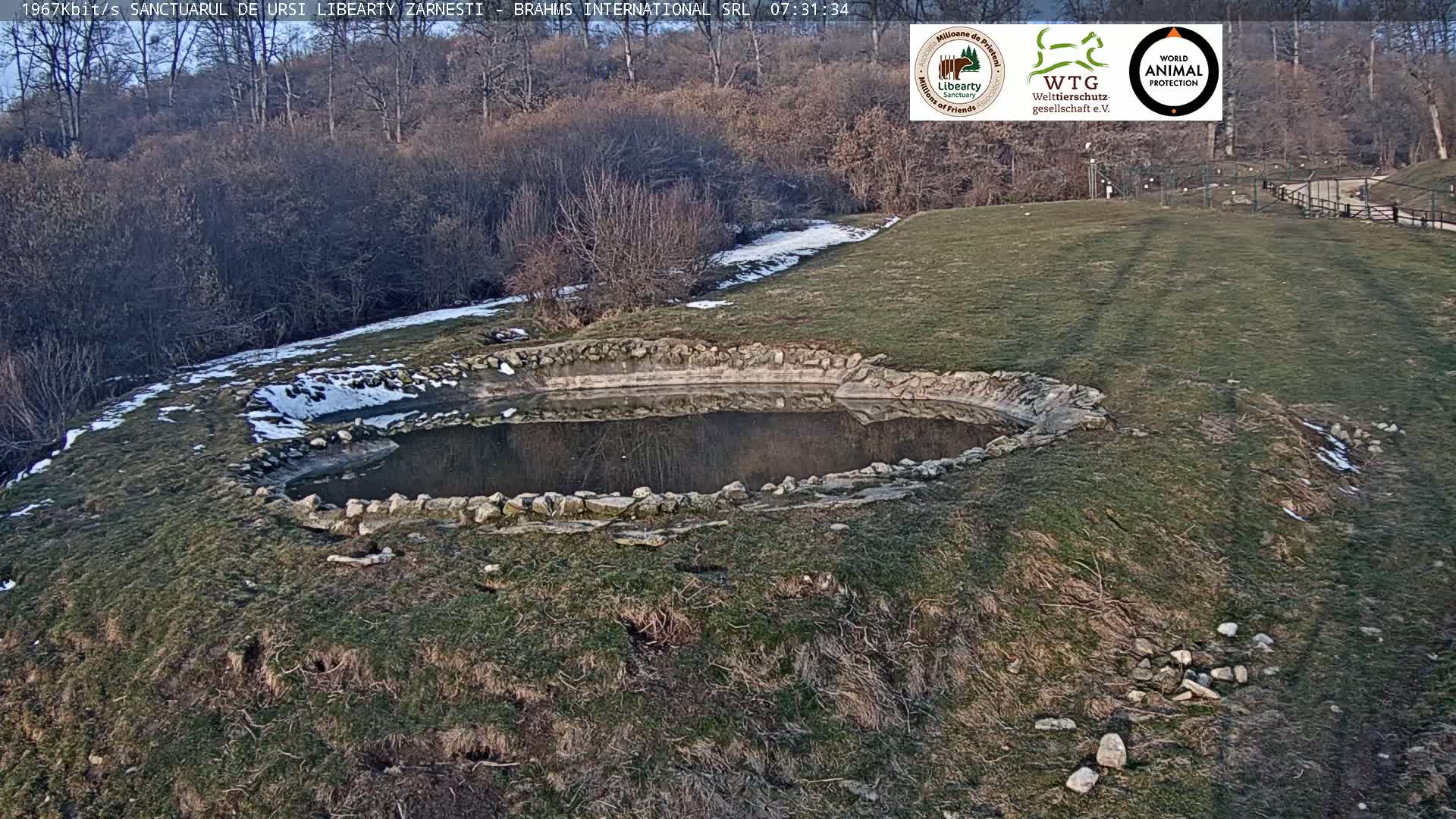 Brasov, Zarnesti Bear Sanctuary Sanctuarul de ursi Libearty Zarnesti Live Cam - Tohanu Vechi, Zărnești, Braşov, Romania