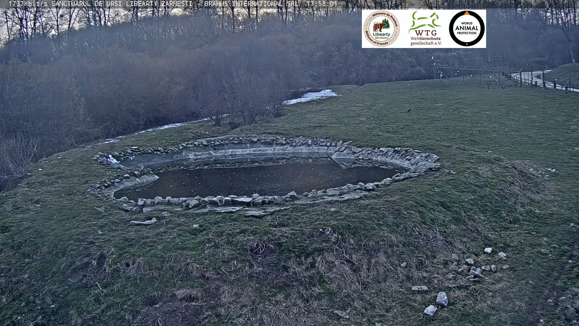 Brasov, Zarnesti Bear Sanctuary Sanctuarul de ursi Libearty Zarnesti Live Cam - Tohanu Vechi, Zărnești, Braşov, Romania