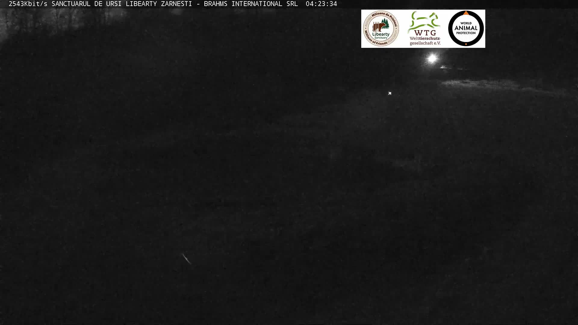 Brasov, Zarnesti Bear Sanctuary Sanctuarul de ursi Libearty Zarnesti Live Cam - Tohanu Vechi, Zărnești, Braşov, Romania