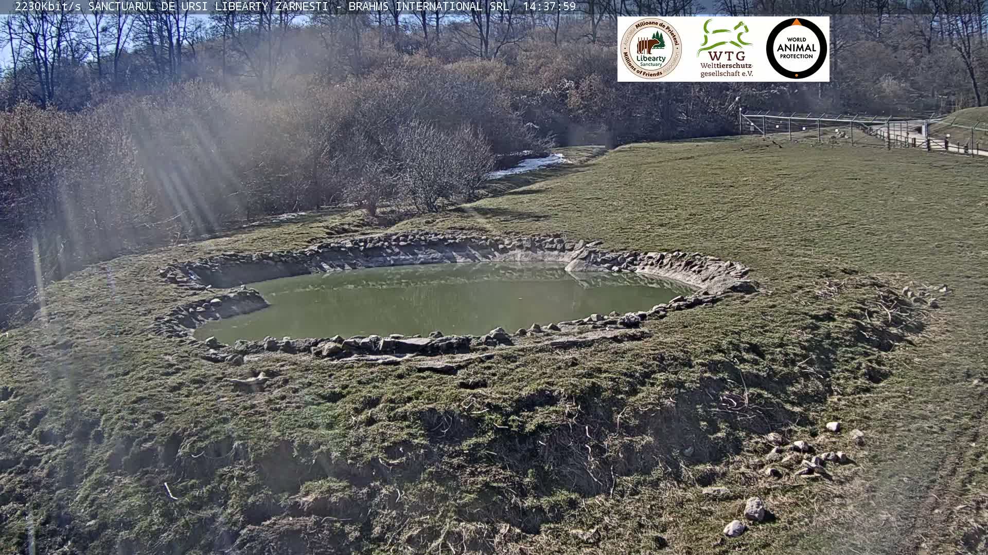 Brasov, Zarnesti Bear Sanctuary Sanctuarul de ursi Libearty Zarnesti Live Cam - Tohanu Vechi, Zărnești, Braşov, Romania