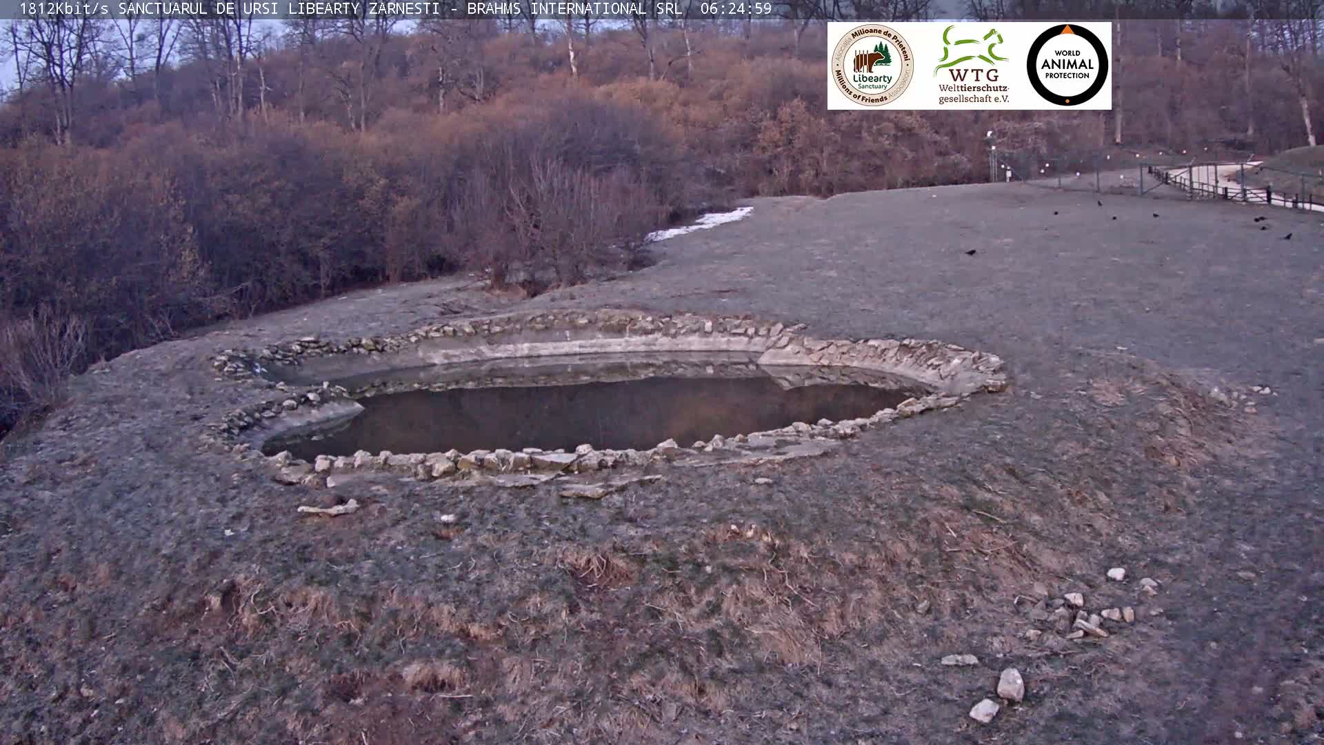 Brasov, Zarnesti Bear Sanctuary Sanctuarul de ursi Libearty Zarnesti Live Cam - Tohanu Vechi, Zărnești, Braşov, Romania