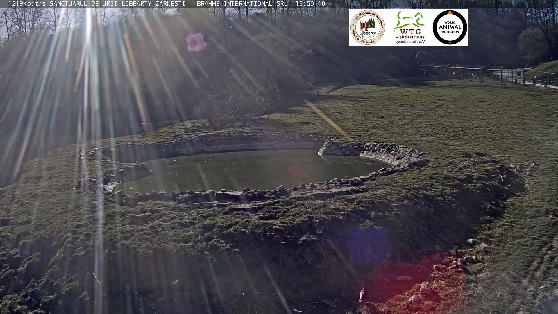 Brasov, Zarnesti Bear Sanctuary Sanctuarul de ursi Libearty Zarnesti Live Cam - Tohanu Vechi, Zărnești, Braşov, Romania