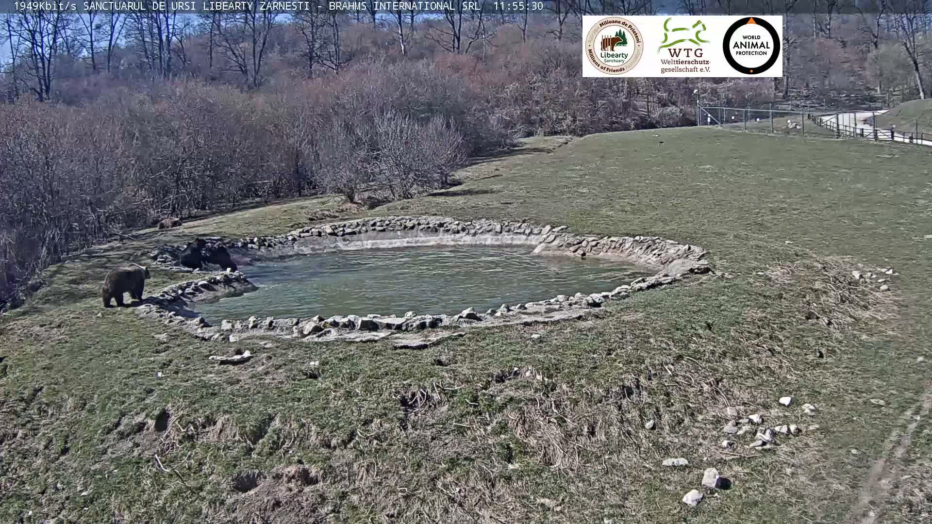 Brasov, Zarnesti Bear Sanctuary Sanctuarul de ursi Libearty Zarnesti Live Cam - Tohanu Vechi, Zărnești, Braşov, Romania