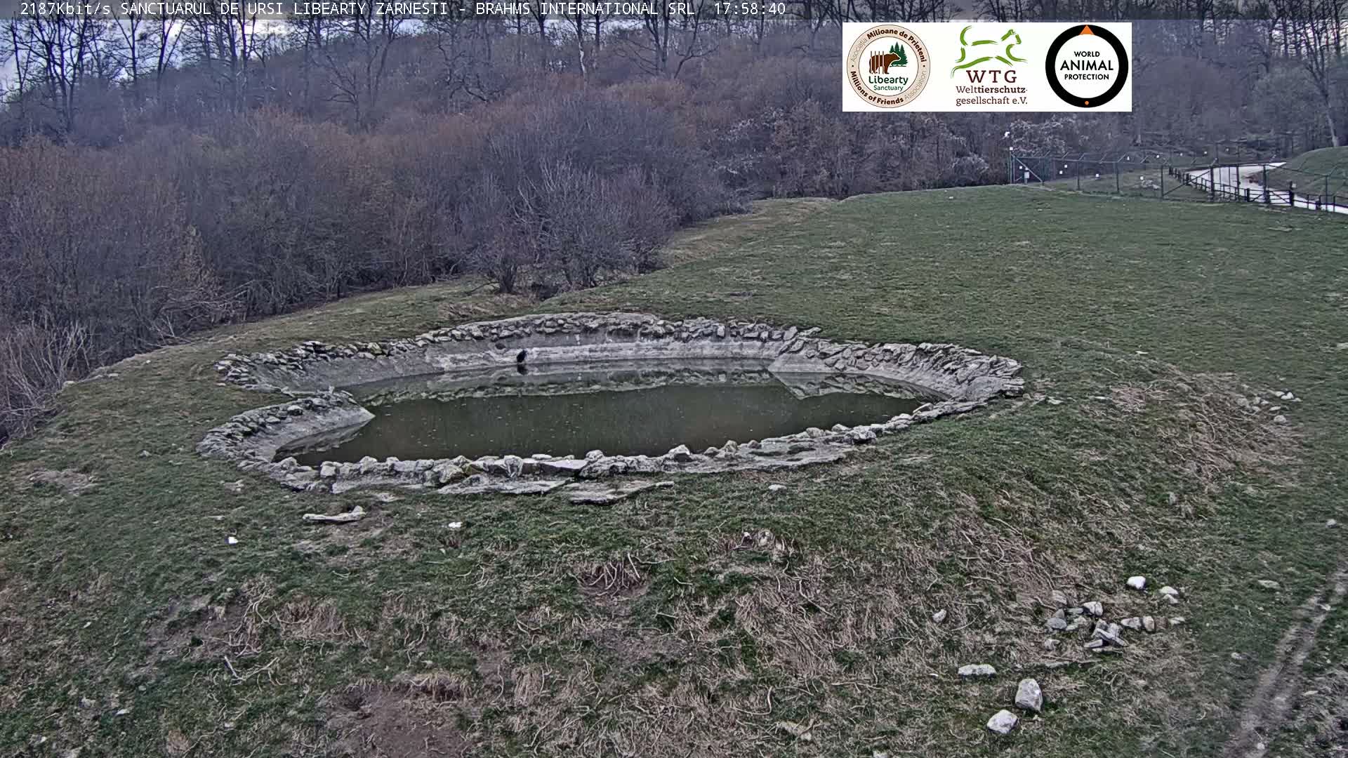 Brasov, Zarnesti Bear Sanctuary Sanctuarul de ursi Libearty Zarnesti Live Cam - Tohanu Vechi, Zărnești, Braşov, Romania