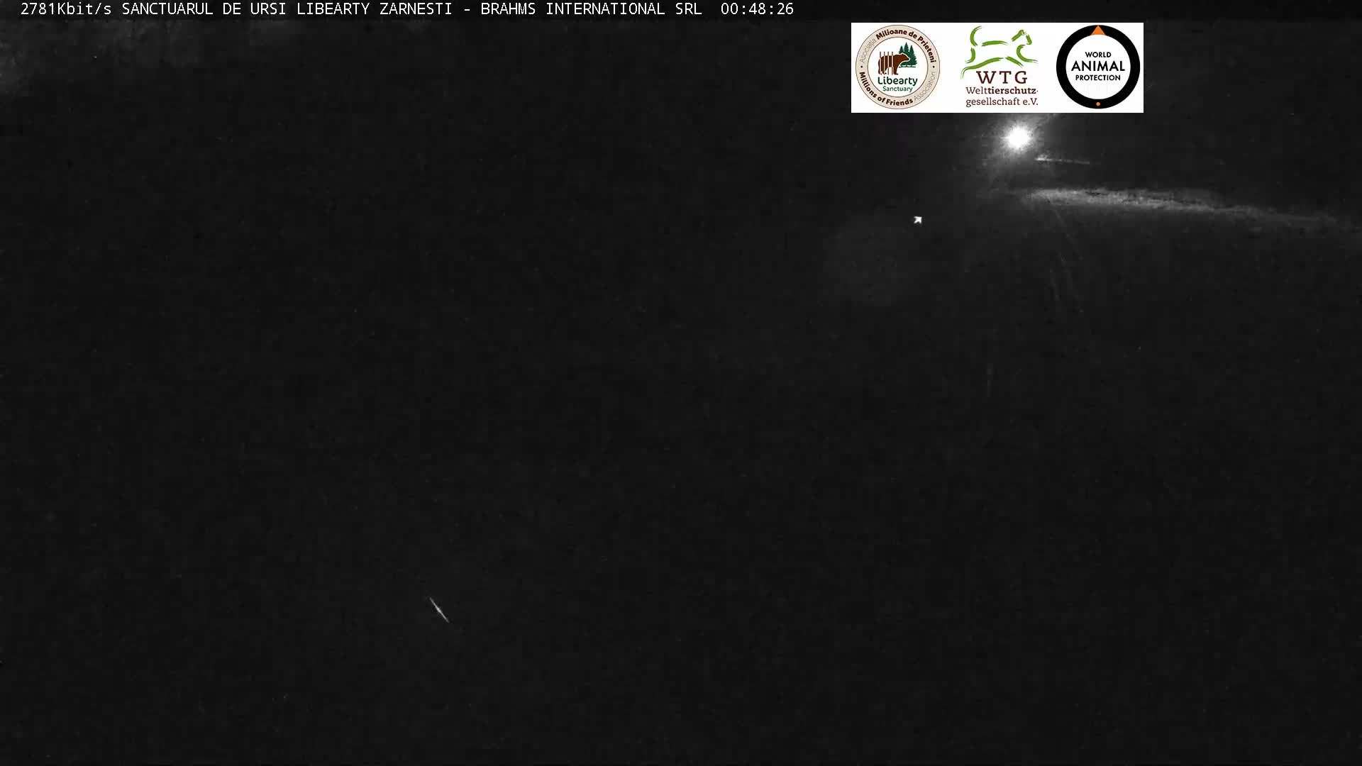Brasov, Zarnesti Bear Sanctuary Sanctuarul de ursi Libearty Zarnesti Live Cam - Tohanu Vechi, Zărnești, Braşov, Romania