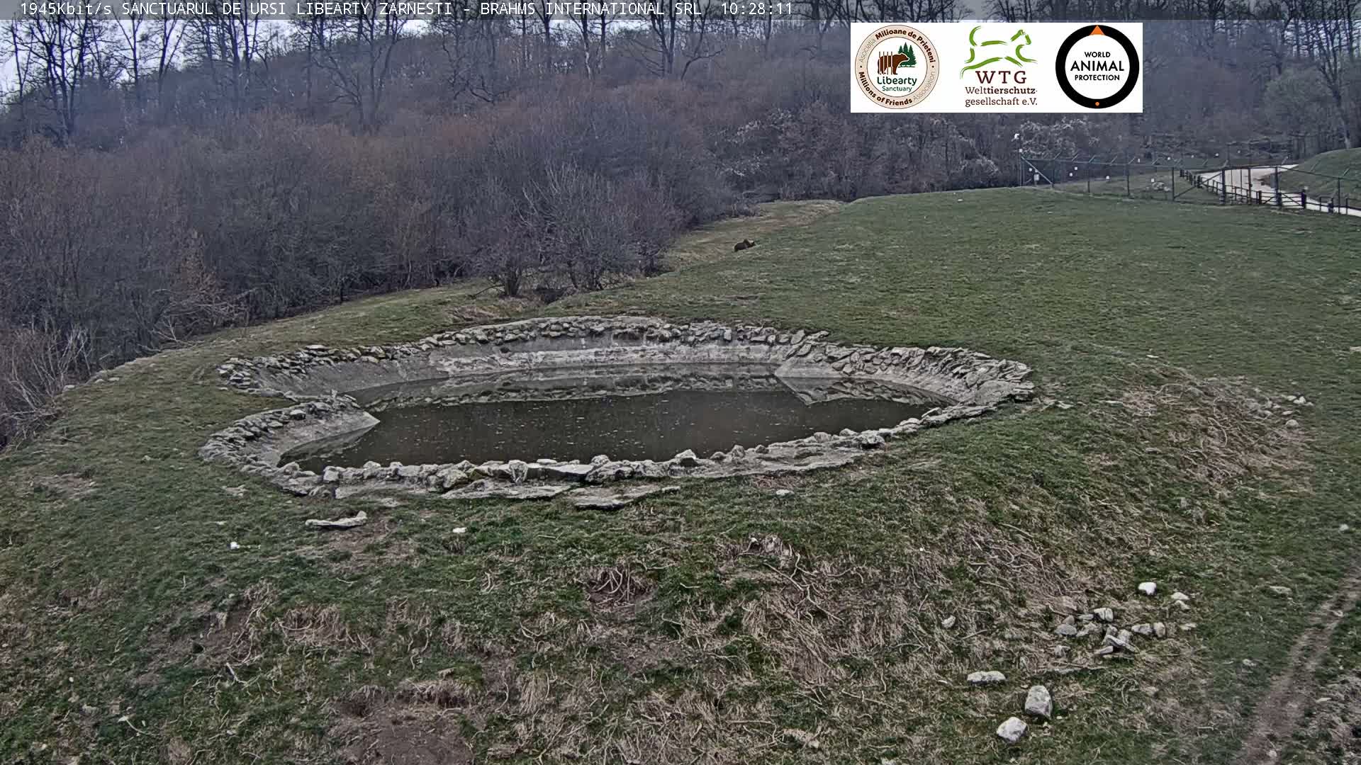 Brasov, Zarnesti Bear Sanctuary Sanctuarul de ursi Libearty Zarnesti Live Cam - Tohanu Vechi, Zărnești, Braşov, Romania