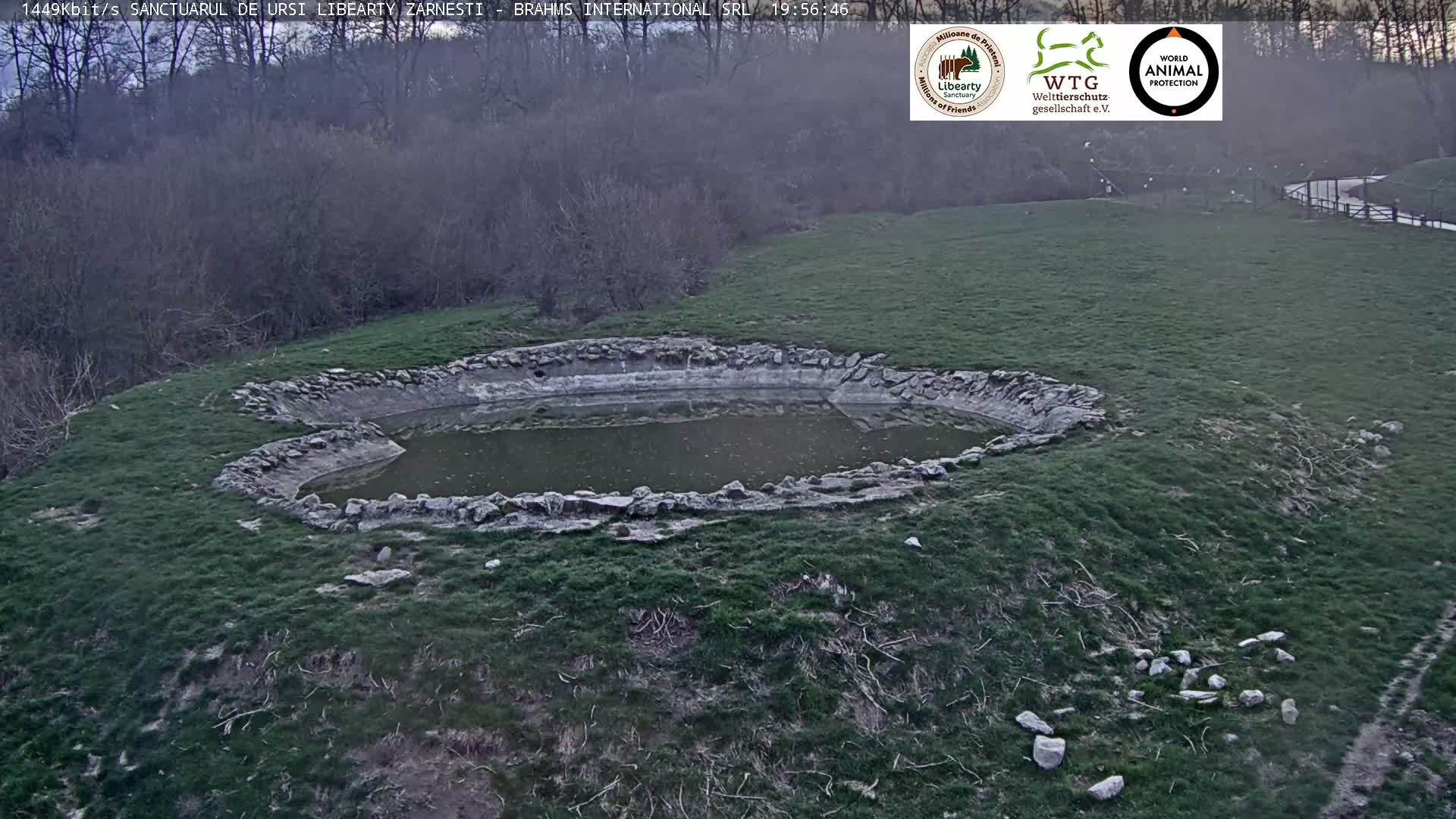 Brasov, Zarnesti Bear Sanctuary Sanctuarul de ursi Libearty Zarnesti Live Cam - Tohanu Vechi, Zărnești, Braşov, Romania