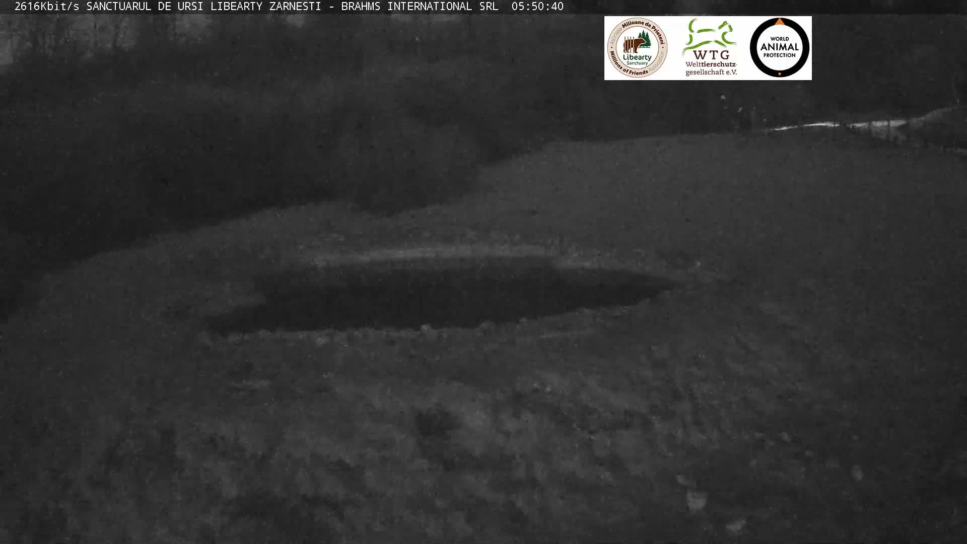 Brasov, Zarnesti Bear Sanctuary Sanctuarul de ursi Libearty Zarnesti Live Cam - Tohanu Vechi, Zărnești, Braşov, Romania