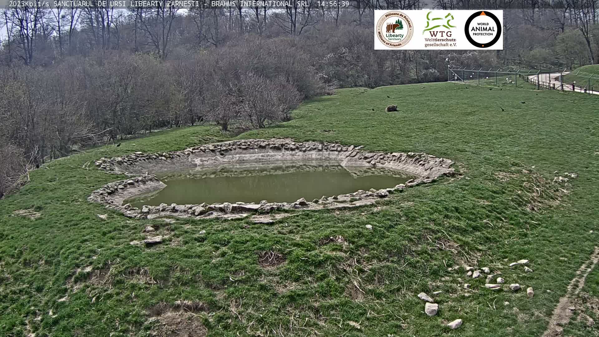 Brasov, Zarnesti Bear Sanctuary Sanctuarul de ursi Libearty Zarnesti Live Cam - Tohanu Vechi, Zărnești, Braşov, Romania