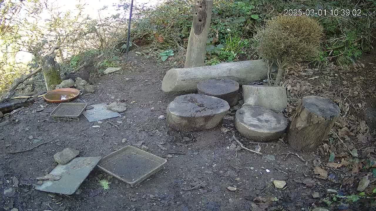 A sunny outdoor scene shows several cut tree stumps arranged on the ground, along with a shallow dish, several trays, and a rock near some shrubs and a small, partially visible wooden post.