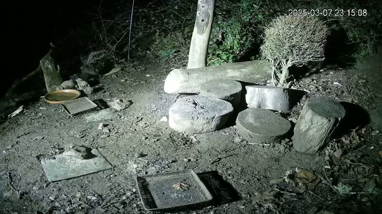 At night, several small animals are near food and water dishes amongst stacked tree stumps and a small, leafless bush on the ground.