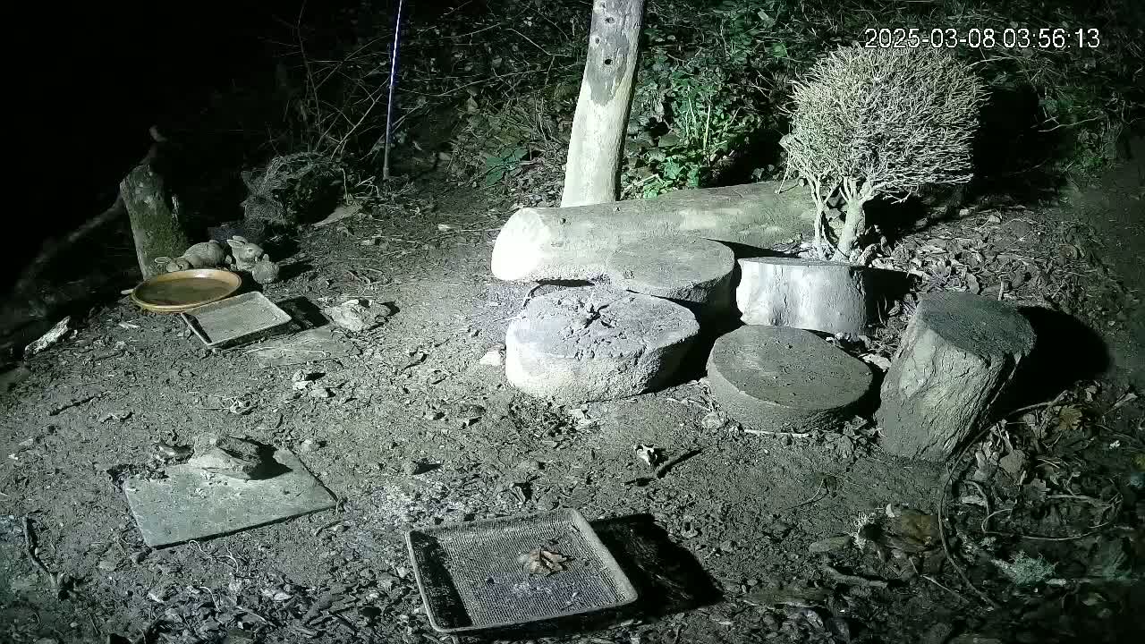 At night, several small animals are near a shallow dish and other containers on the ground amidst tree stumps and a small, leafless shrub.