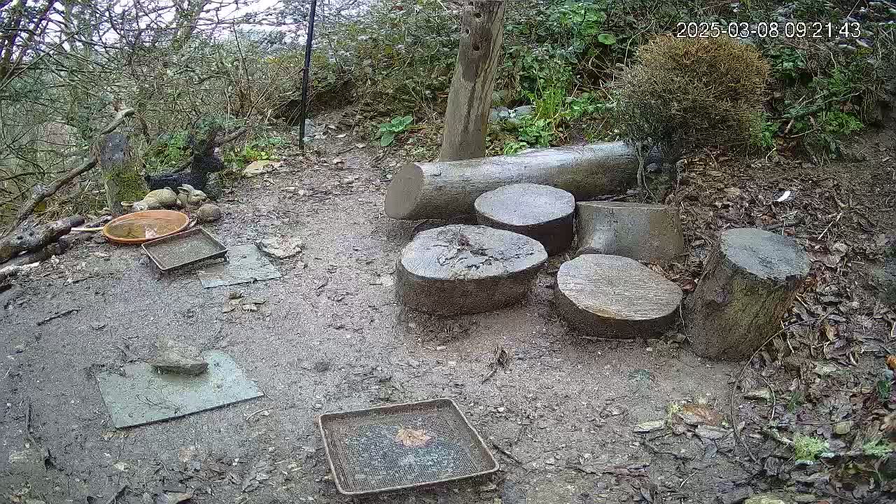 Several wet, round tree stumps are arranged on muddy ground amongst woodland debris near a group of small dark animals and several shallow, empty trays.