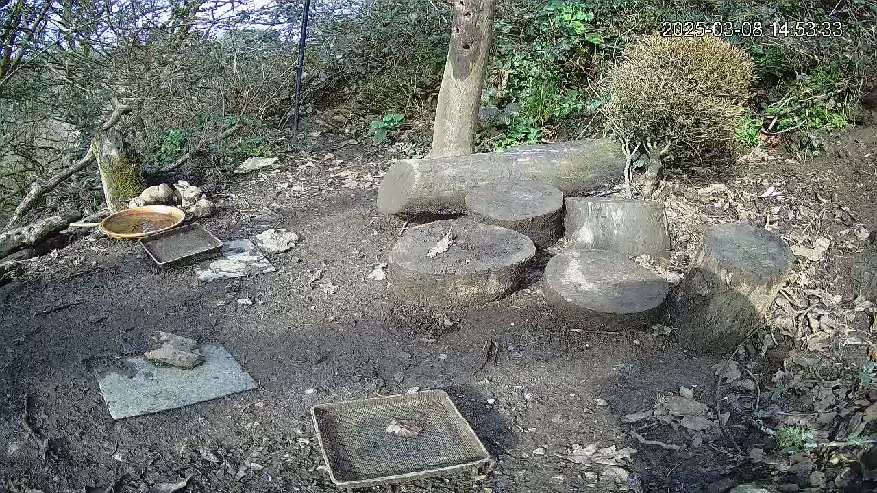 A muddy woodland ground contains several shallow dishes and several cut tree stumps arranged in a semi-circle, under a sunny sky.