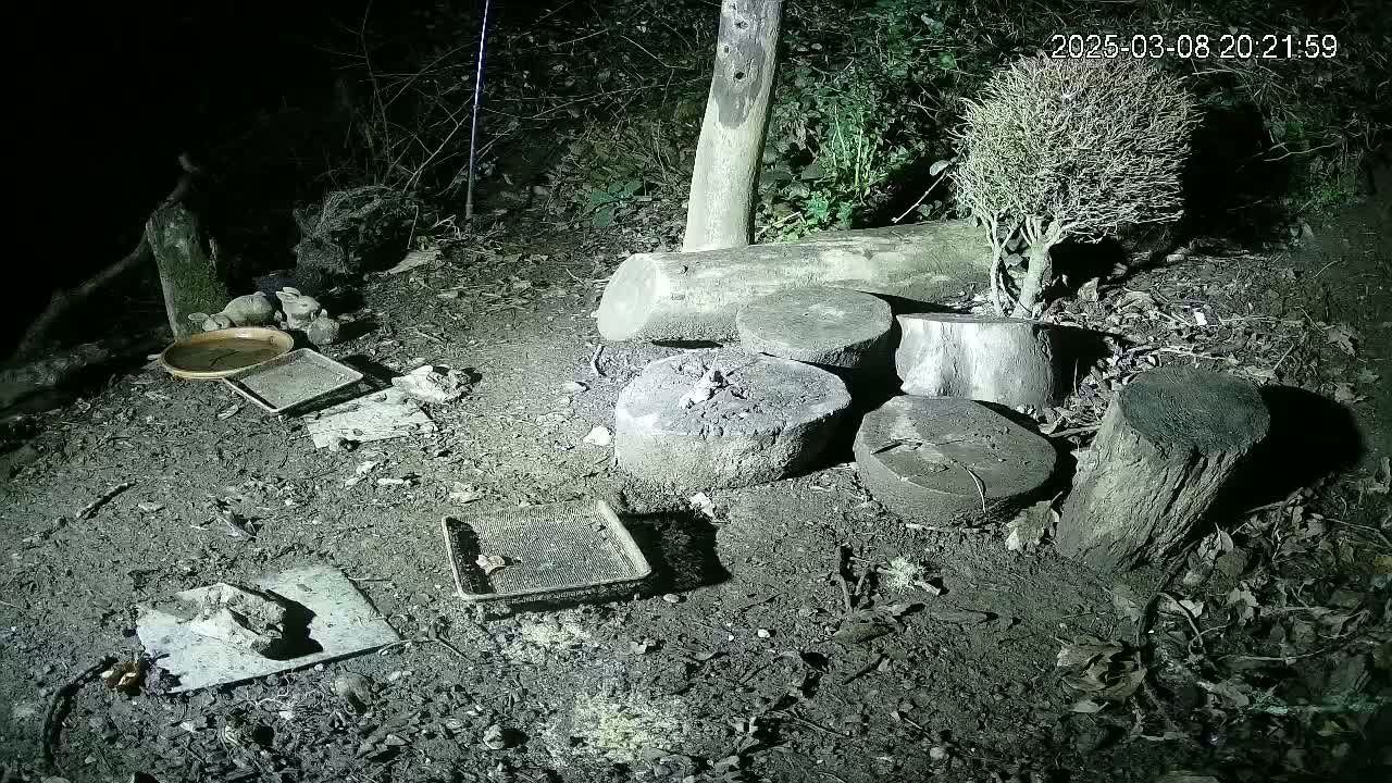 At night, several shallow dishes and trays sit on the ground among tree stumps and a small shrub in a dark, muddy area.