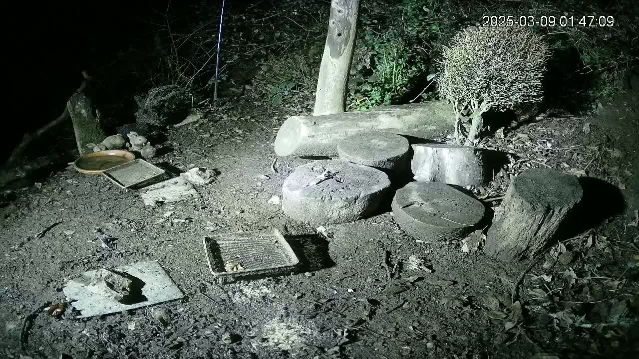 At night, several small, shallow containers and a few small, carved animal figures are scattered on the ground amongst tree stumps and a small shrub, in a dark, damp area.