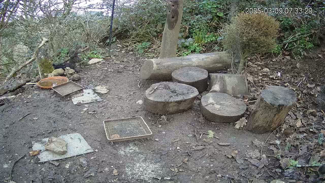 Several cut logs and tree stumps are arranged on the muddy ground of a wooded area, near some small animal feeding dishes and a shallow bowl of water.