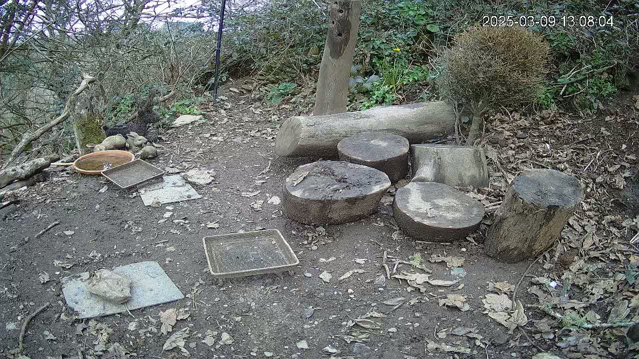 Several muddy tree stumps and various small containers sit on a dirt ground covered in leaves and twigs, under a mostly cloudy sky.