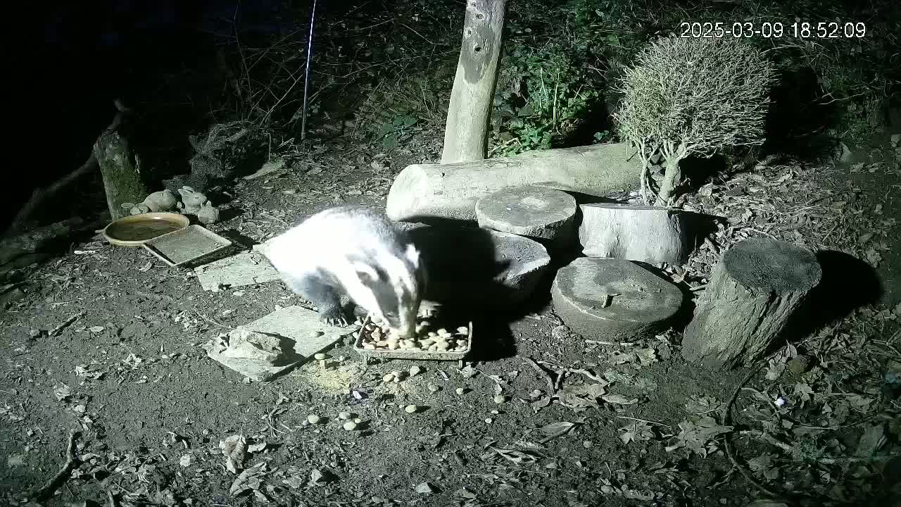 A badger eats from a bowl of food on the ground at night in a wooded area.