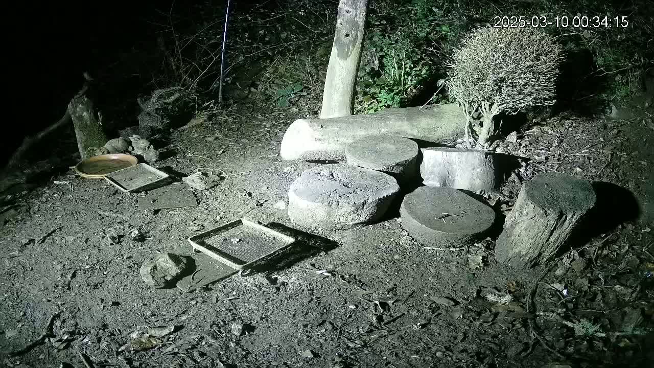 At night, several rabbits are near several shallow dishes and stacked tree stumps on the ground, illuminated by an artificial light source.