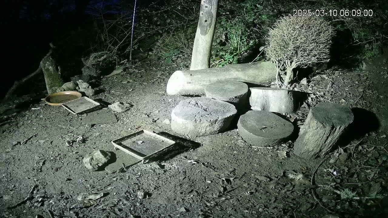 At night, two small animals are near several shallow dishes and a pile of tree stumps on the ground, illuminated by an artificial light source.