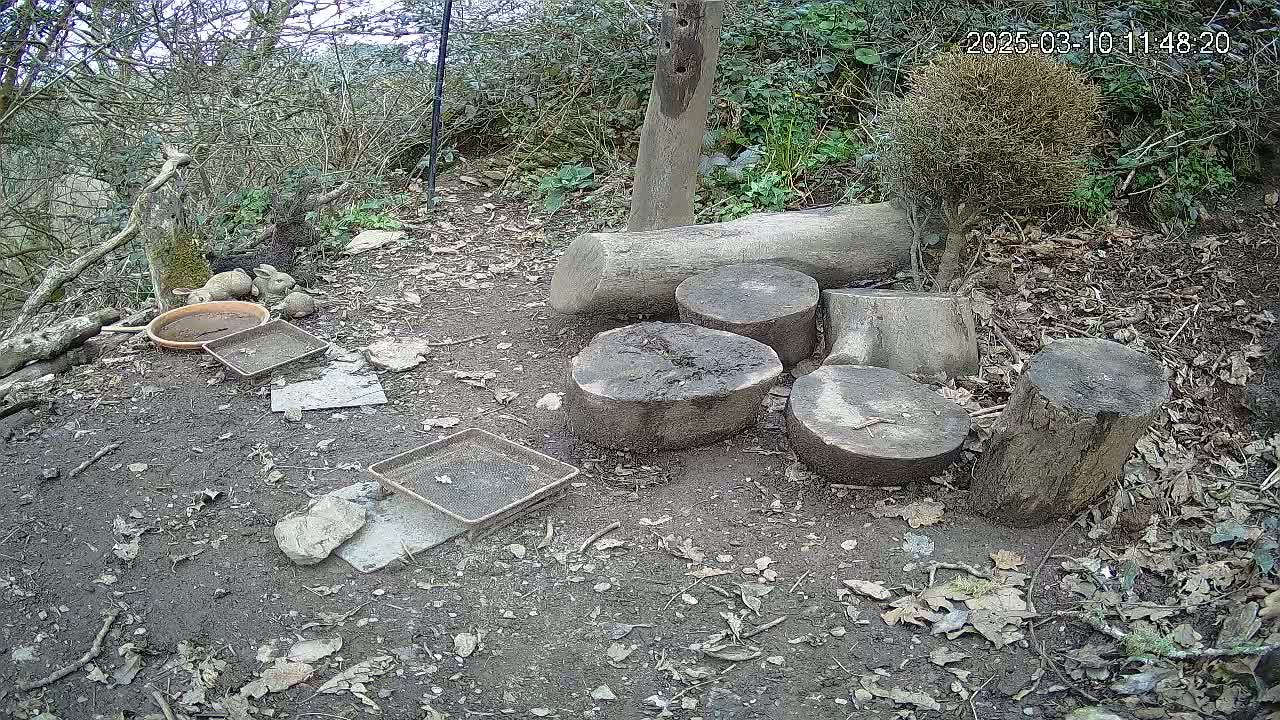Several cut tree stumps and several small trays and bowls are on the ground in a wooded area under an overcast sky.