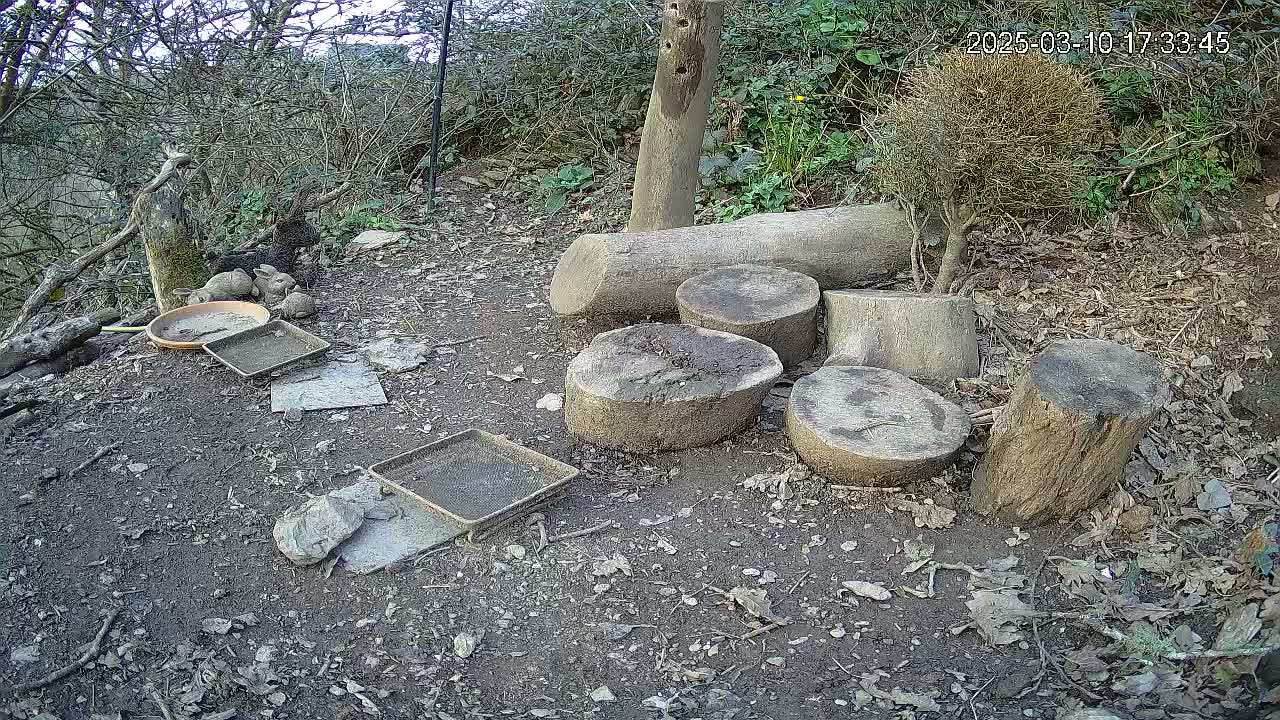 Several rabbits are gathered near several cut logs and shallow dishes on the ground in a wooded area.