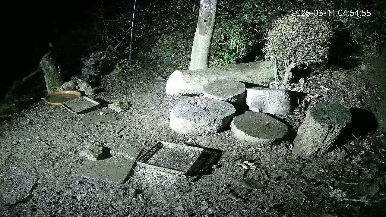 Several shallow dishes and metal trays sit on the ground among several tree stumps and a small, leafless bush at night.