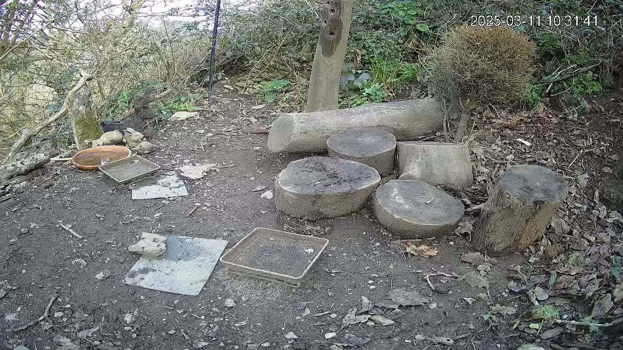 A ground-level view of a dirt area outdoors, partially shaded by trees and bushes, shows several tree stumps arranged on the ground near a shallow dish of water, several small trays, and three small rabbits.