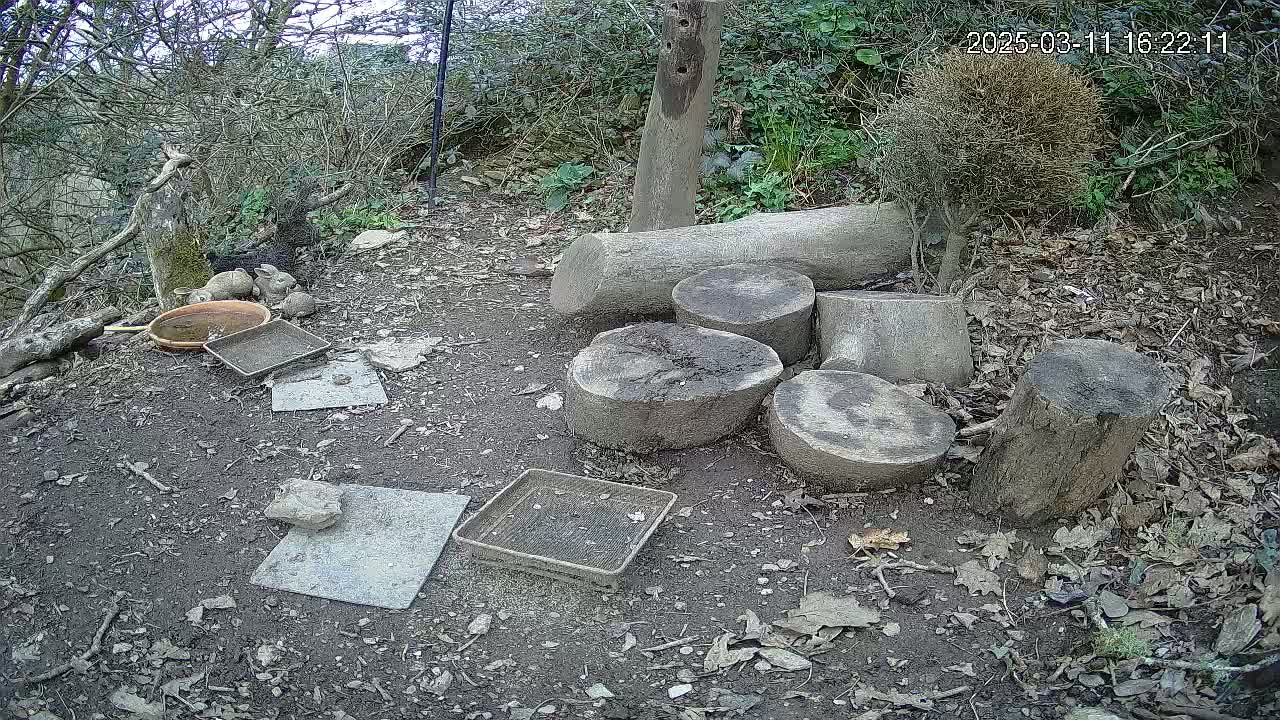 Several tortoise shells and a shallow dish sit near stacked tree rounds on the ground in a wooded area under an overcast sky.